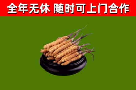 常德烟酒回收冬虫夏草.jpg